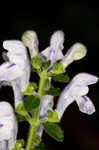 Hairy skullcap